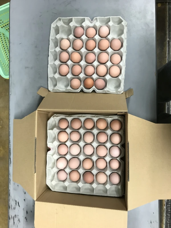 新鮮名古屋コーチンの卵2kg(40〜50個)