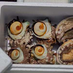 【父の日ギフト】6月18,19日発送 アワビ小サイズ2枚 サザエ１kgセット