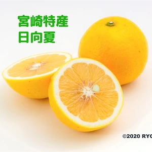 【宮崎特産】甘いワタまで食べる甘酸っぱい柑橘・日向夏
