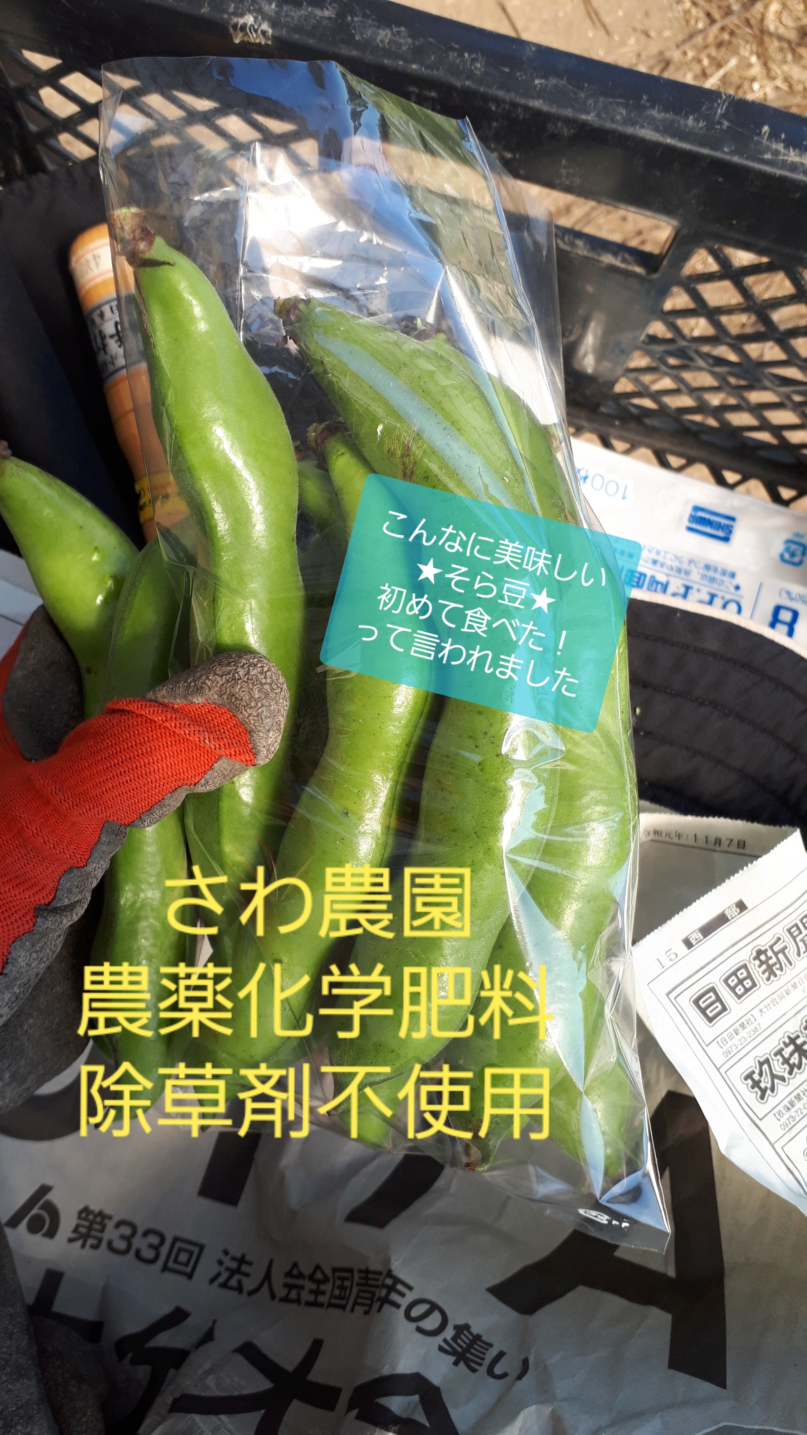 農薬化学肥料不使用 焼いて最高 そら豆苦手さんも大丈夫 そら豆1キロ 農家漁師から産地直送の通販 ポケットマルシェ