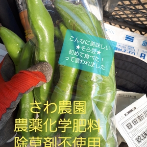 ★農薬化学肥料不使用☆焼いて最高☆そら豆苦手さんも大丈夫！そら豆1キロ