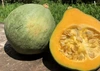 【限定販売】固定種かぼちゃの5キロ以上セット！自然栽培・旨み野菜！ま