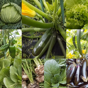 朝採り！無農薬無化学肥料 信州伊那谷★旬の野菜セット 7/13発送