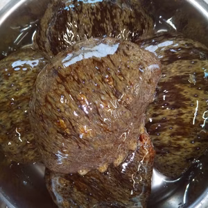 関門海峡産★赤ナマコ＆サザエ大中小混合