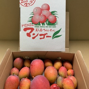 【送料無料】とにかく甘い！　希少！　ミニマンゴー1.3kg