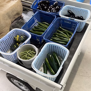 野菜セット　朝採りの胡瓜と茄子入り　80サイズ常温発送