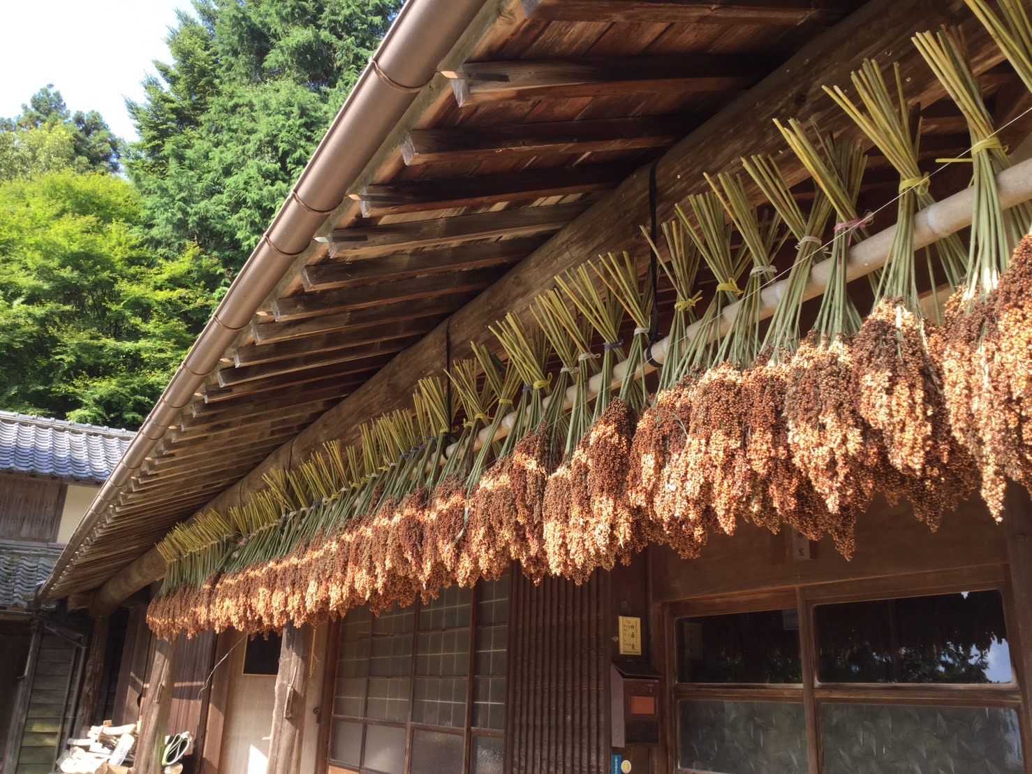 たかきび（雑穀）世界農業遺産認定商品｜米・穀類の商品詳細｜ポケット