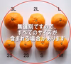 お試し小サイズ「宮川早生」３kgサイズミックス