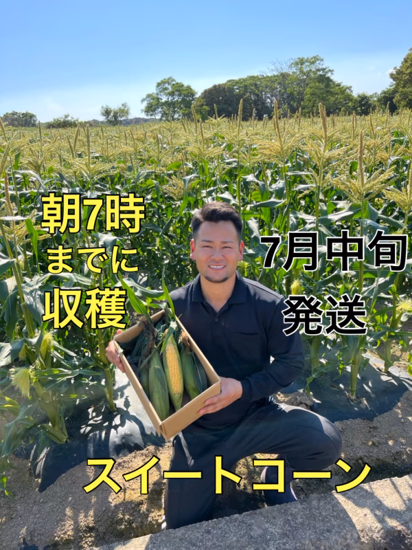 早朝収穫スイートコーン