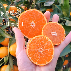 【完熟マルチ栽培】喜多農園のごく甘セット ６ｷﾛ 