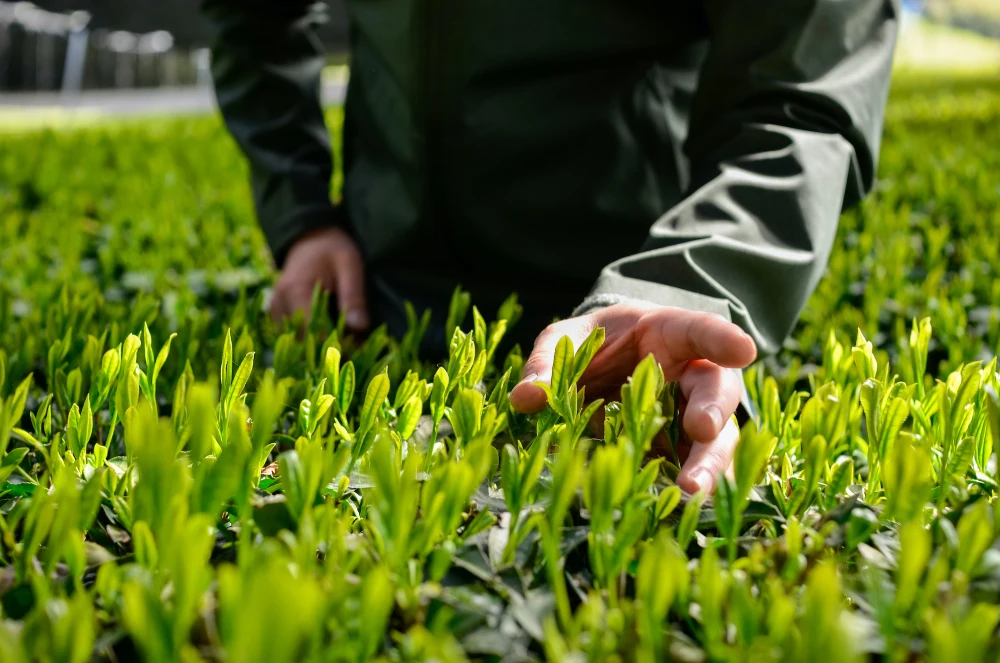 よくばりお茶セット！煎茶「和200g」＆「和紅茶・ほうじ茶・煎茶」ティーバッグ