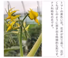 トマト 木生りで赤熟！コク深い旨み！