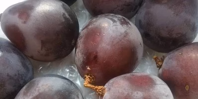 ブドウを新鮮に保存する方法