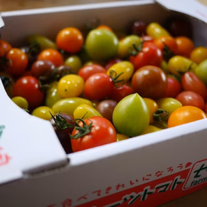 クール発送【M1.8】映える！最大22種類カラフルフルーツトマト 　1.8㎏