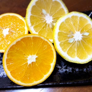 【はるか&国産ネーブル】春の柑橘 欲張りセット 