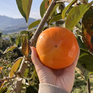 今が旬！ご家庭用に♪ 池上農園のあま〜い富有柿＊送料無料