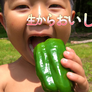 【詰め放題】箱に入るだけ！たっぷりピーマン！肉厚！濃厚！