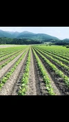 【単発】クール便！國吉農園の野菜セット！栽培期間中農薬化学肥料不使用！
