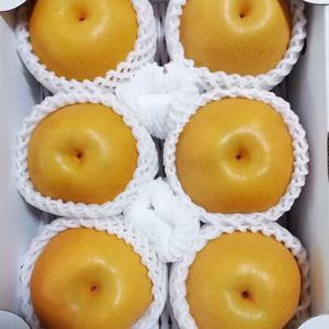 【もぎたて直送】樹上完熟「豊水梨」