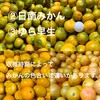 ♦︎それでもあなたは私の息子。2025【温州みかん】