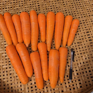 無農薬・無化学肥料栽培「土にこだわった人参」オランジェ（洗い・葉なし）