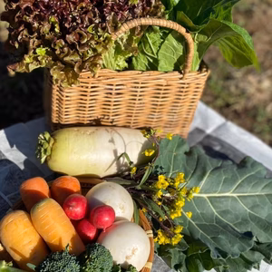 【月１回】自然栽培アスリート野菜セット(8品)【農薬・化学肥料なし】【クール便】