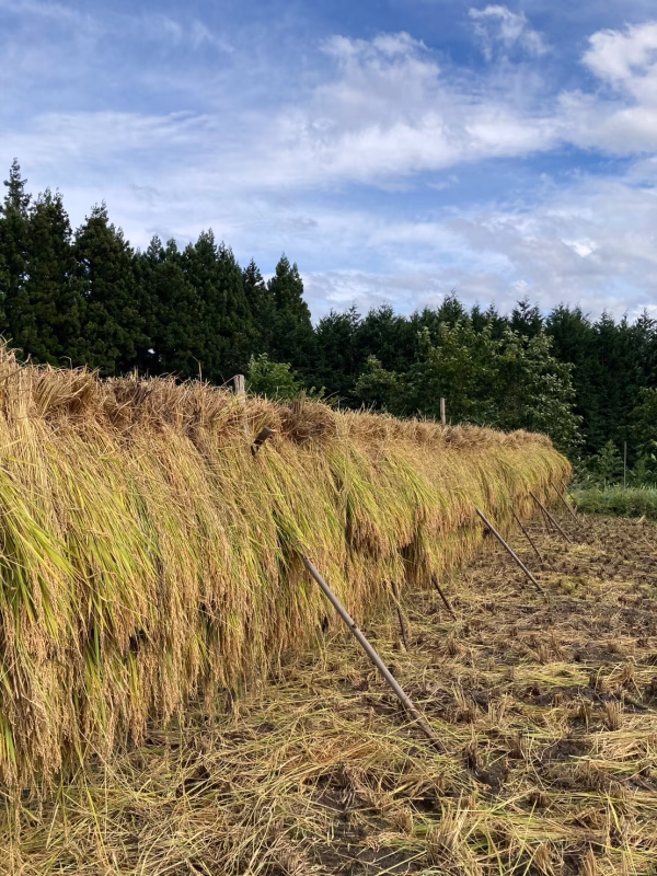 【再販】R6年度米☆天日干しコシヒカリ