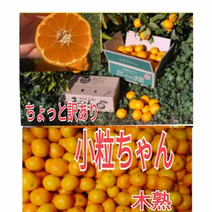 感謝セール❢惜しい訳あり】レア品【川田温州みかん】小粒ちゃん 木熟成