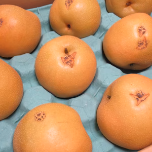 《期間限定》 豊水 梨 訳あり 約4.5kg 愛媛県産 豊水梨 ナシ なし 