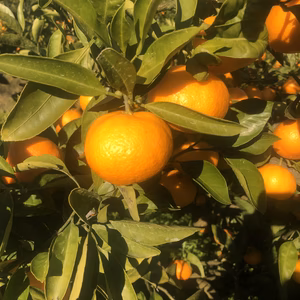 【静岡県産】濃厚な甘み！温州みかん（片山）