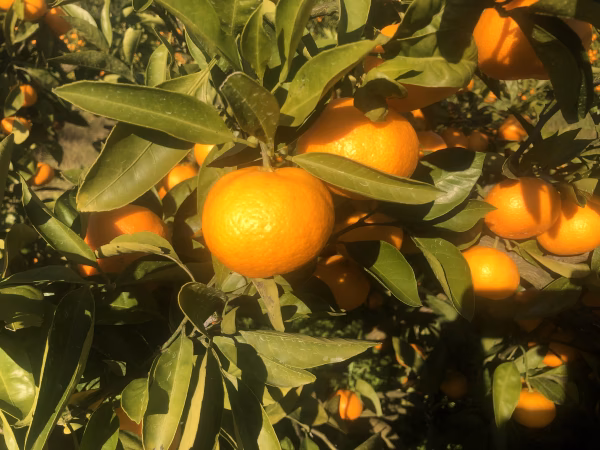 【静岡県産】濃厚な甘み！温州みかん（片山）