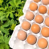 ❗️05日までの限定セール❗️✨災い転じてオレンジ色タマゴ(赤）×45個✨