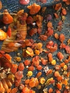 屋形島の緋扇貝 