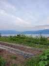 JAS有機☆特栽野菜を信州諏訪湖の畔から✨夏秋野菜をクールで