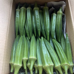 『オクラ』500g〜おすすめ‼️【栄養満点】今川農園おすすめ美味しいオクラ