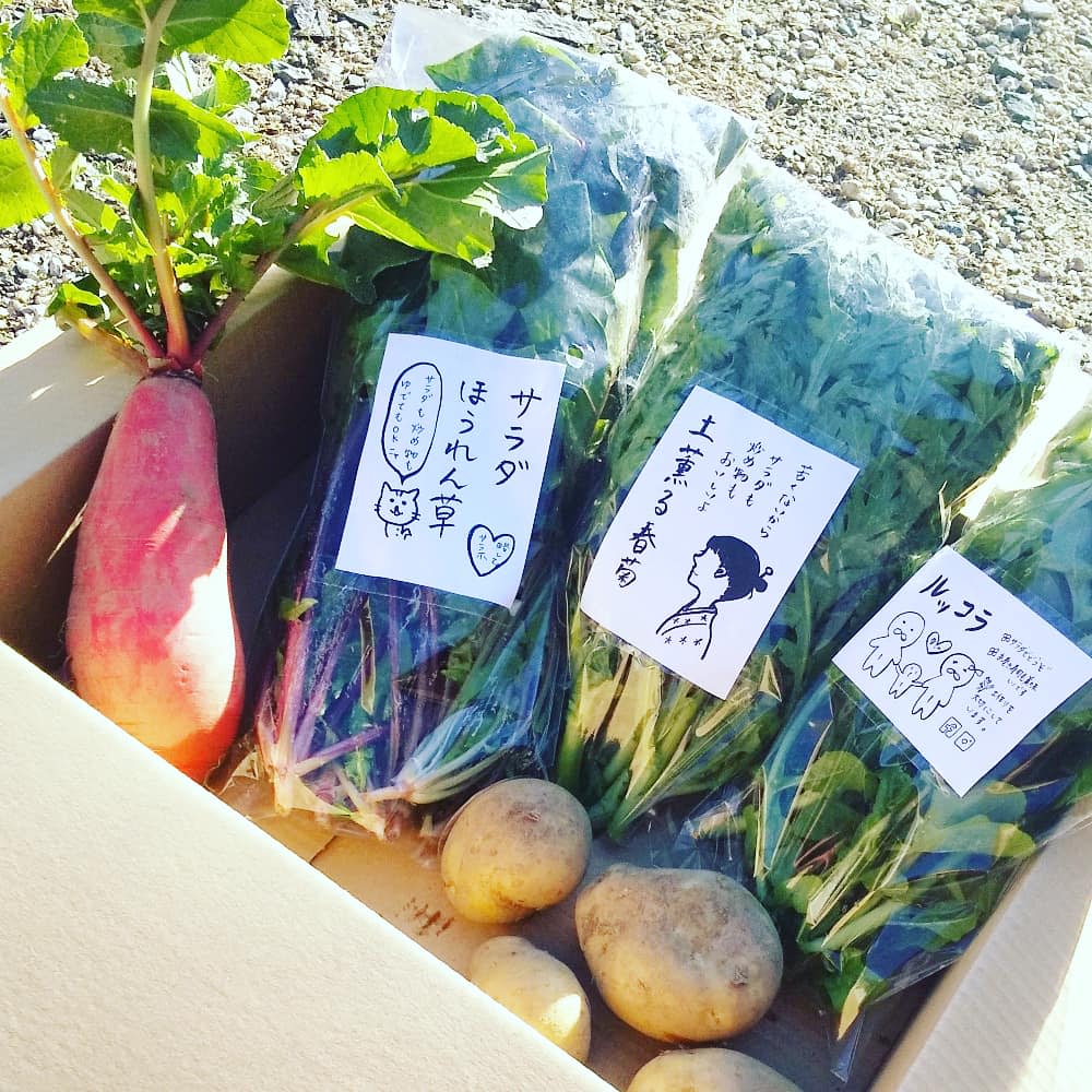 ルッコラと冬野菜のセット 珍しく根菜入ってます 計5袋 農家漁師から産地直送の通販 ポケットマルシェ