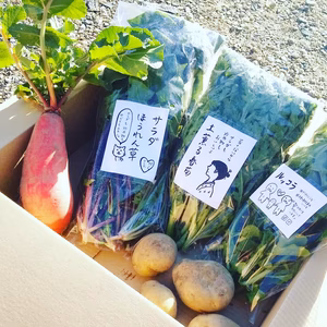 ルッコラと冬野菜のセット。珍しく根菜入ってます。(計5袋)