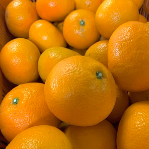 愛媛県は伊予の国！さっぱり伊予柑