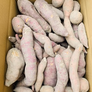 超お買い得【訳訳あり】無農薬無肥料さつまいも　箱込み6.5キロ