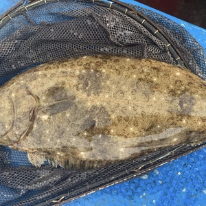 大入島　ヒラメ　カワハギ セット　