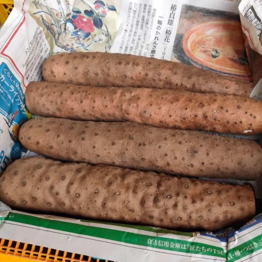 鳥取県産】粘り抜群！ねばりっこ 1kg｜長芋・山芋の商品詳細｜ポケット