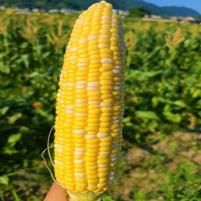 バックナンバー]梅雨のたのしみ3選→スイートコーン開幕🌽糸島牡蠣の