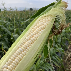 【第3弾】ホワイトコーン7本 前後（冷蔵）ホイップコーン）