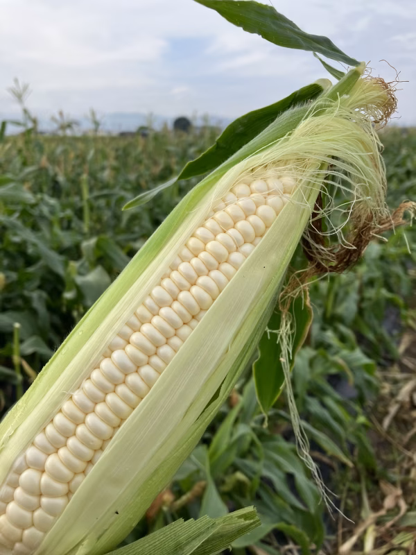 【第3弾】ホワイトコーン7本 前後（冷蔵）ホイップコーン）