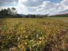 平成30年熊本県産 栽培期間中:農薬不使用 大豆 ふくゆたか 1kg