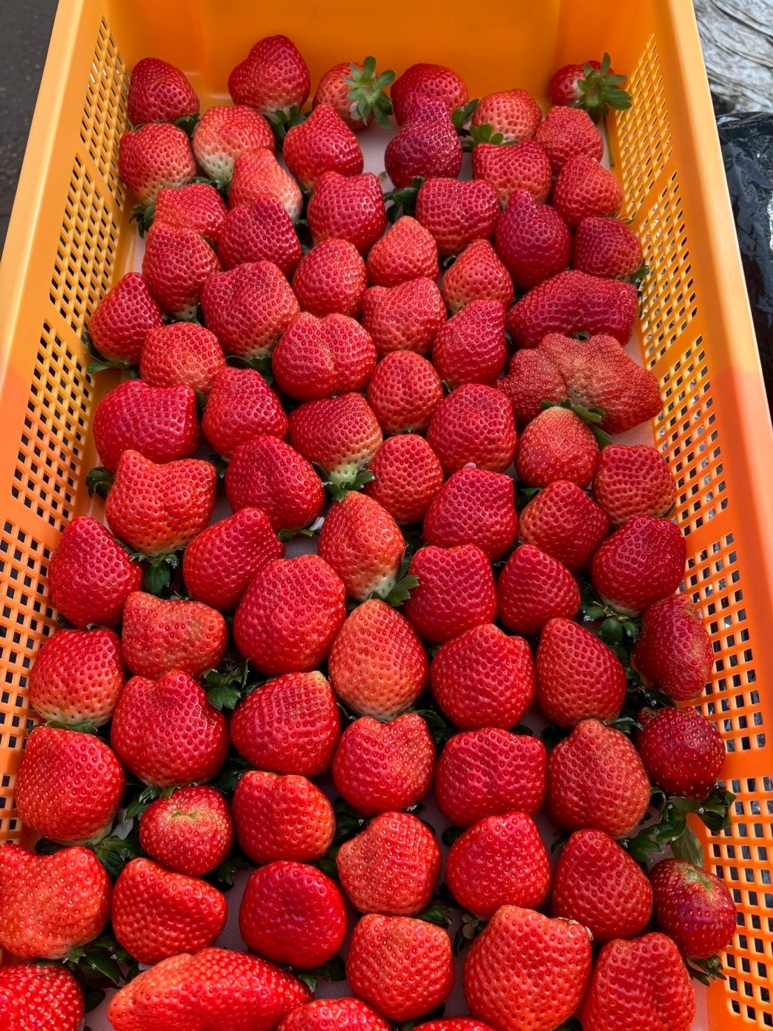 海外セレブ御用達】一万人が虜になった『八女津姫ブランドいちご