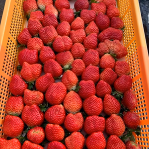 海外セレブ御用達】一万人が虜になった『八女津姫ブランドいちご』