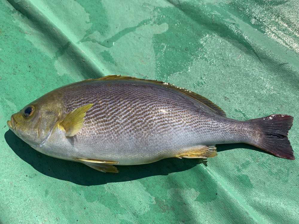 脂ノリがすごい 特大イサキ一尾 1キロ 丸のまま 農家漁師から産地直送の通販 ポケットマルシェ