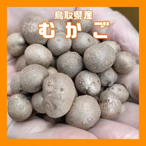 【鳥取県産】むかご　1〜2cm程度　10kg　500g×20袋　ムカゴ　　長芋
