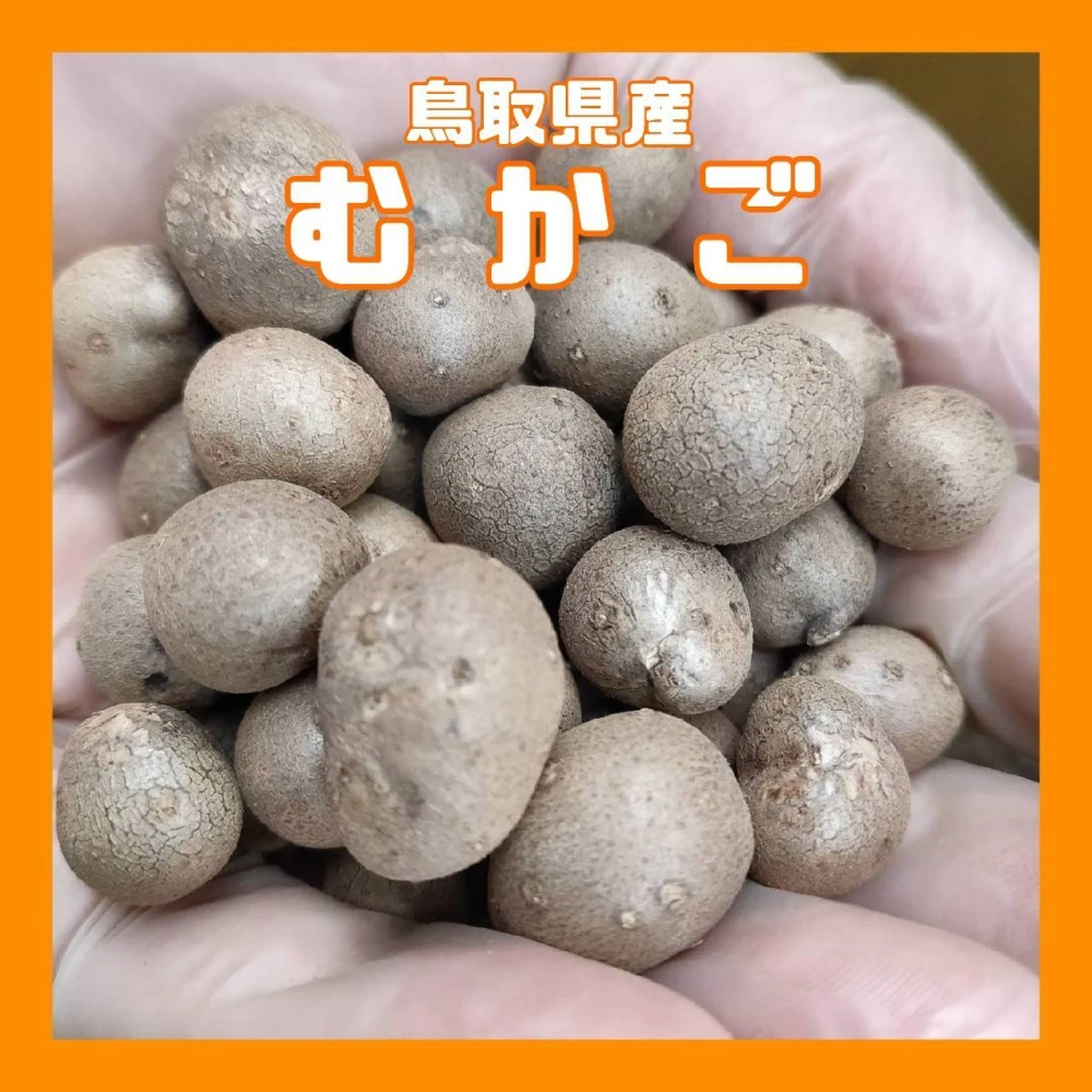 鳥取県産】むかご 10kg（500g×20袋） Sサイズ 長芋 ねばりっこ-